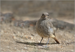 <p>REHEK DOMÁCÍ (Phoenicurus ochruros) /Black redstart - Hausrotschwanz/</p>
